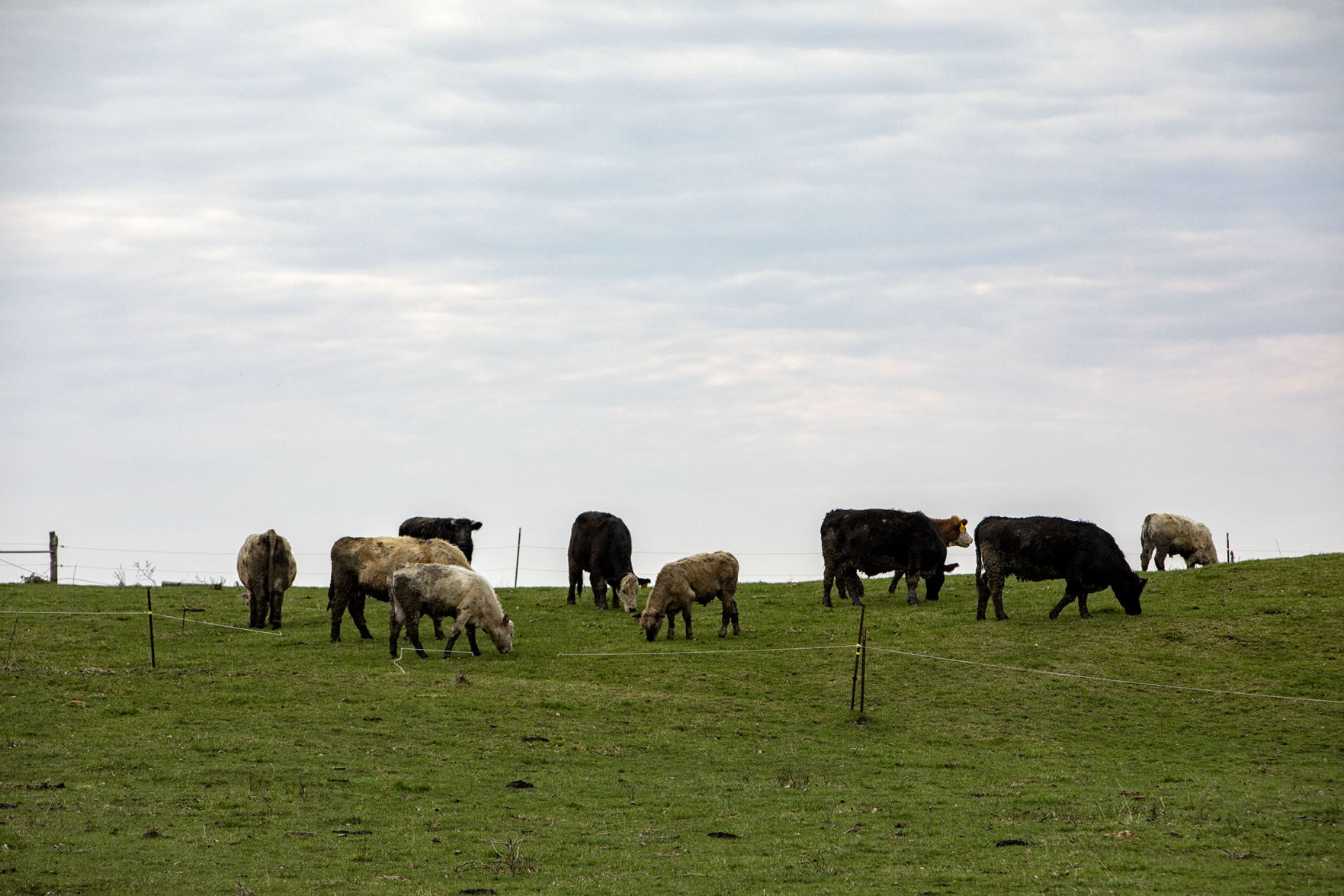 Gleeful grazing
